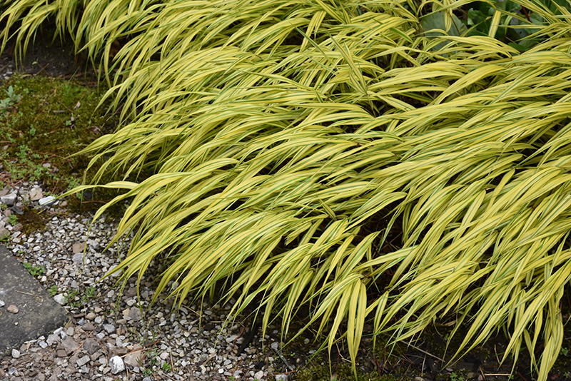 Golden Variegated Hakone Grass (Hakonechloa macra 'Aureola') at Hoffmann Hillermann Nursery & Florist