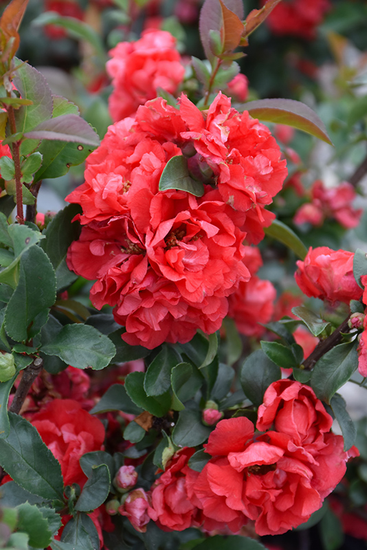 Double Take Pink Flowering Quince (Chaenomeles speciosa 'Pink Storm') at Hoffmann Hillermann Nursery & Florist