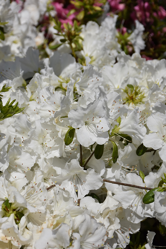Girard's Pleasant White Azalea (Rhododendron 'Girard's Pleasant White') at Hoffmann Hillermann Nursery & Florist