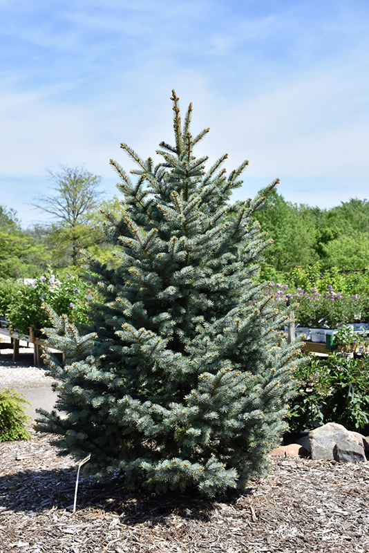 Bakeri Blue Spruce (Picea pungens 'Bakeri') at Hoffmann Hillermann Nursery & Florist