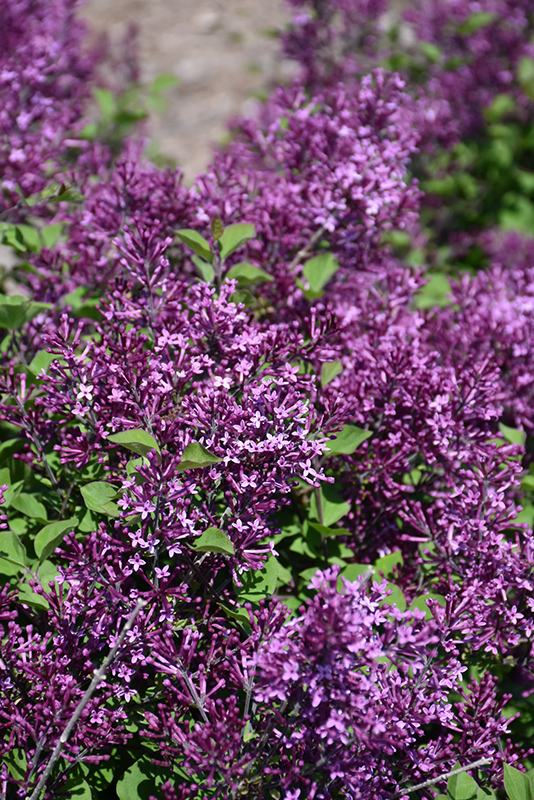 Bloomerang Dark Purple Lilac (Syringa 'SMSJBP7') at Hoffmann Hillermann Nursery & Florist