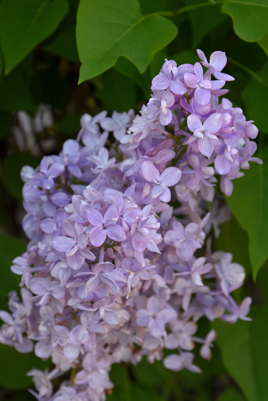 Scentara Double Blue Lilac (Syringa x hyacinthiflora 'SMNSHBBL') at Hoffmann Hillermann Nursery & Florist