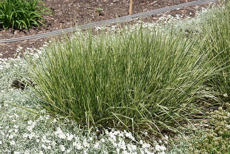 Variegated Reed Grass (Calamagrostis x acutiflora 'Overdam') at Hoffmann Hillermann Nursery & Florist
