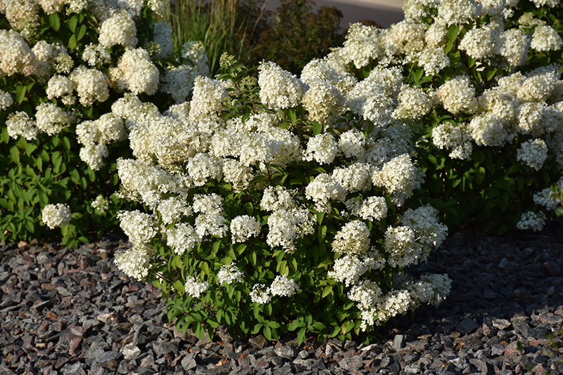 Bobo Hydrangea (Hydrangea paniculata 'ILVOBO') at Hoffmann Hillermann Nursery & Florist