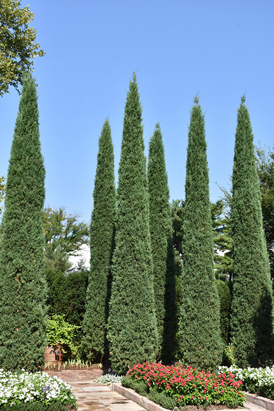 Taylor Redcedar (Juniperus virginiana 'Taylor') at Hoffmann Hillermann Nursery & Florist