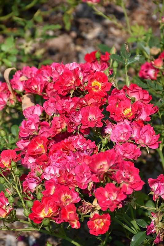 Pink Drift Rose (Rosa 'Meijocos') at Hoffmann Hillermann Nursery & Florist