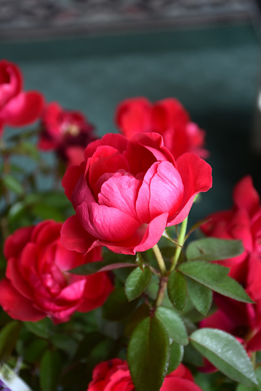 The Grand Champion Rose (Rosa 'Meimacota') at Hoffmann Hillermann Nursery & Florist