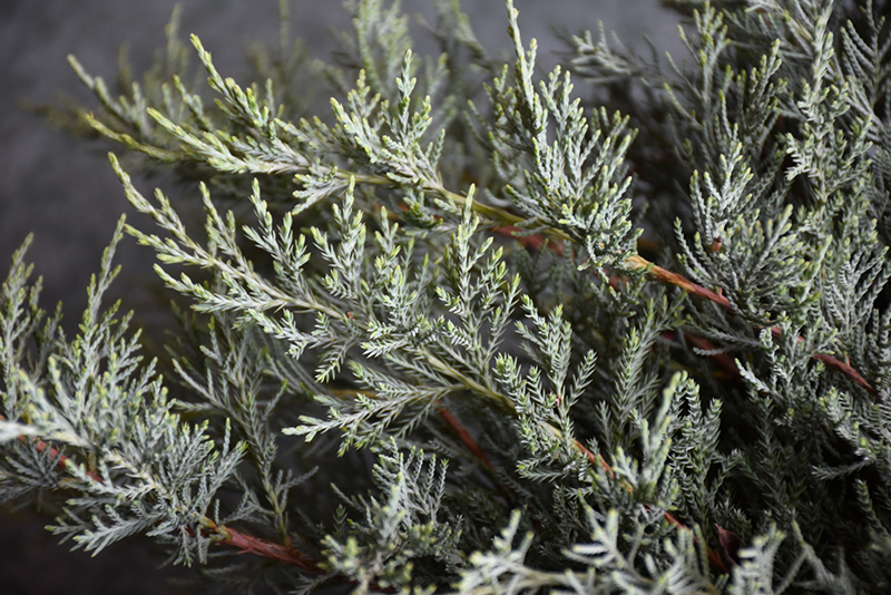 Grey Guardian Redcedar (Juniperus virginiana 'Greguard') at Hoffmann Hillermann Nursery & Florist