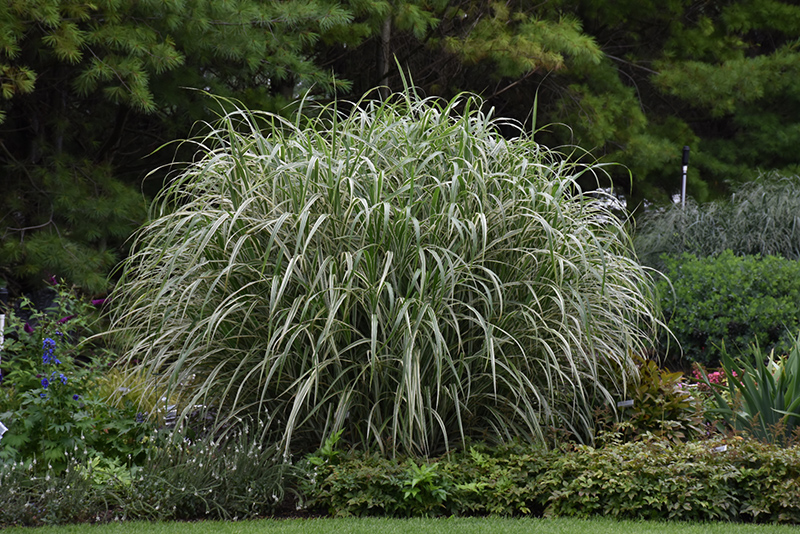 Cosmopolitan Maiden Grass (Miscanthus sinensis 'Cosmopolitan') at Hoffmann Hillermann Nursery & Florist