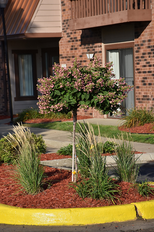 Quick Fire Hydrangea (tree form) (Hydrangea paniculata 'Bulk') at Hoffmann Hillermann Nursery & Florist