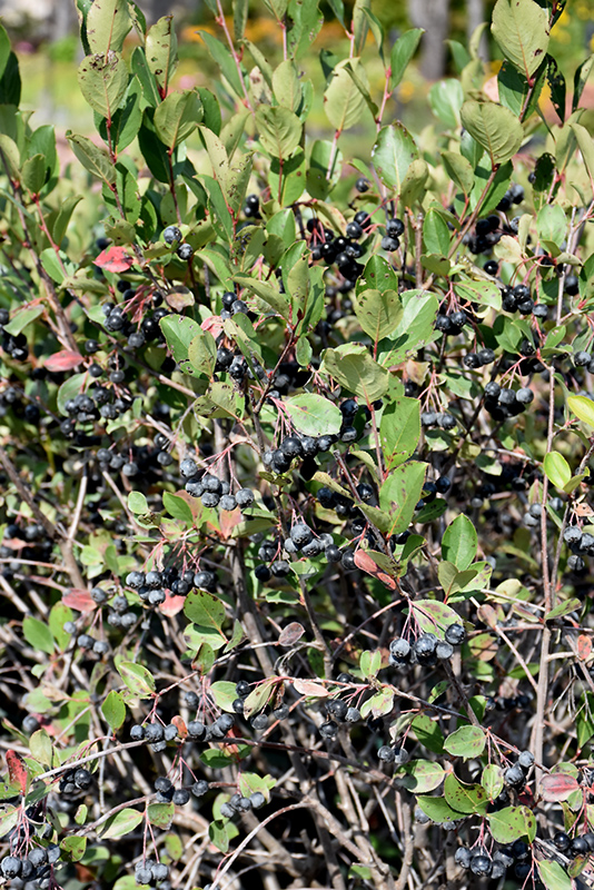Black Chokeberry (Aronia melanocarpa) at Hoffmann Hillermann Nursery & Florist