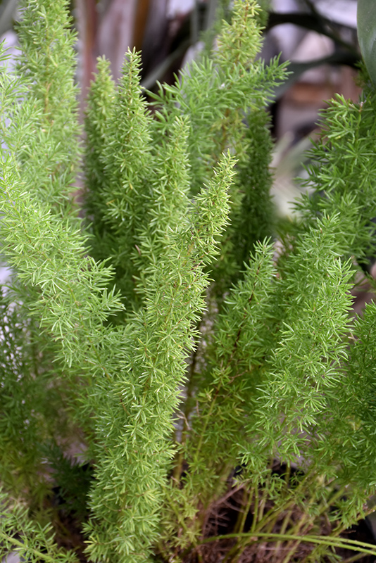 Myers Foxtail Fern (Asparagus densiflorus 'Myers') at Hoffmann Hillermann Nursery & Florist