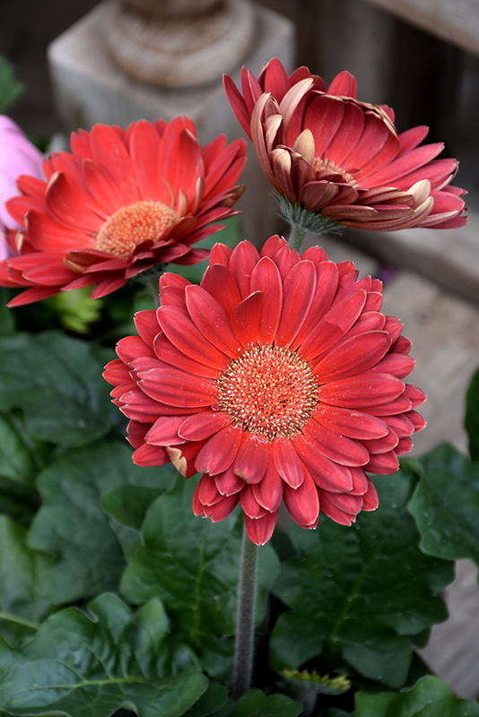 Red Gerbera Daisy (Gerbera 'Red') at Hoffmann Hillermann Nursery & Florist