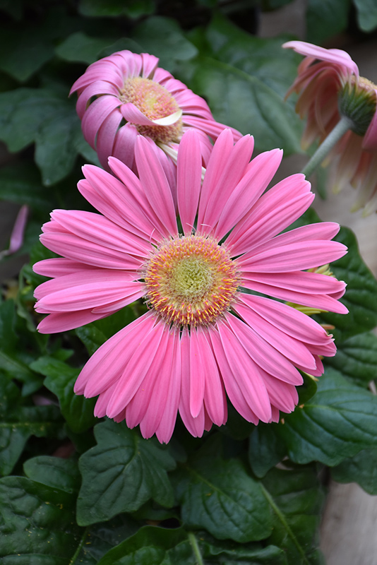 Pink Gerbera Daisy (Gerbera 'Pink') at Hoffmann Hillermann Nursery & Florist