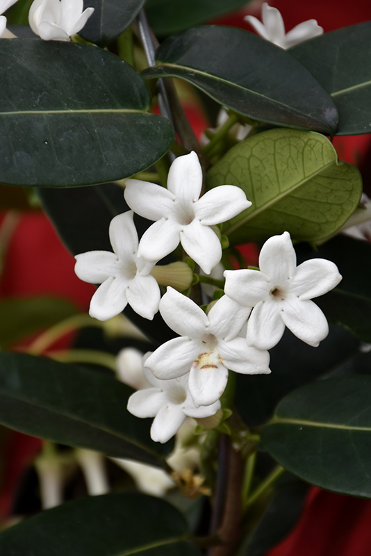 Madagascar Jasmine (Stephanotis floribunda) at Hoffmann Hillermann Nursery & Florist