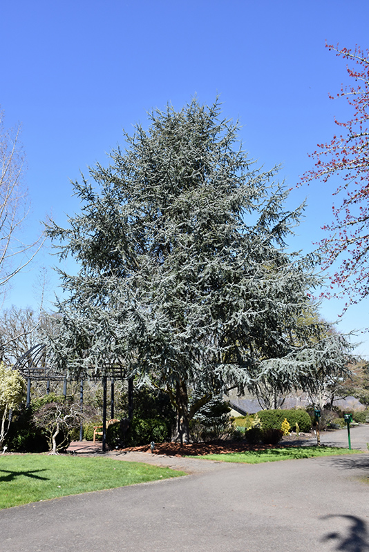 Blue Atlas Cedar (Cedrus atlantica 'Glauca') at Hoffmann Hillermann Nursery & Florist