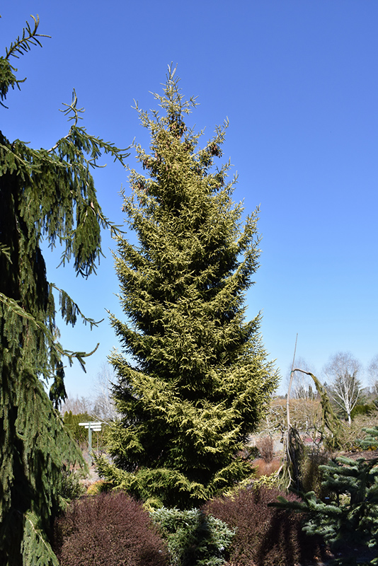 Skylands Golden Spruce (Picea orientalis 'Skylands') at Hoffmann Hillermann Nursery & Florist