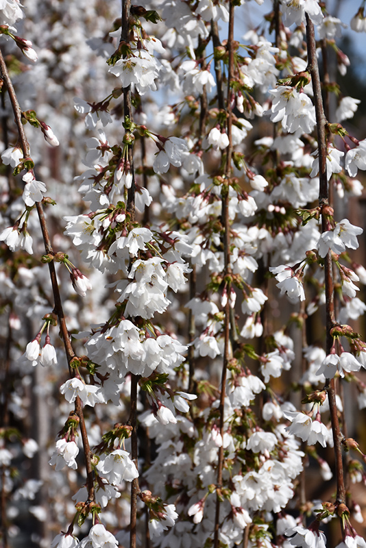 Snow Fountains Yoshino Cherry (Prunus 'Snow Fountains') at Hoffmann Hillermann Nursery & Florist
