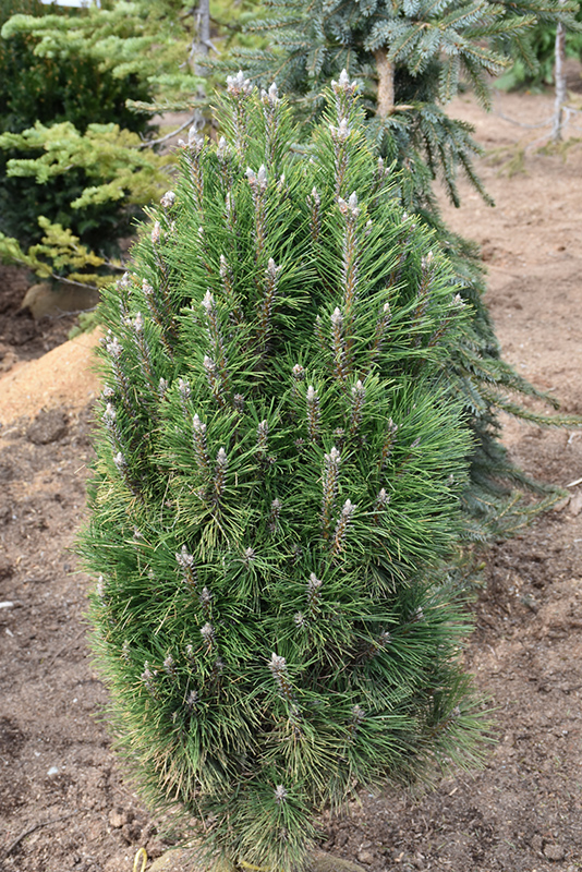 Frank's Austrian Pine (Pinus nigra 'Frank') at Hoffmann Hillermann Nursery & Florist