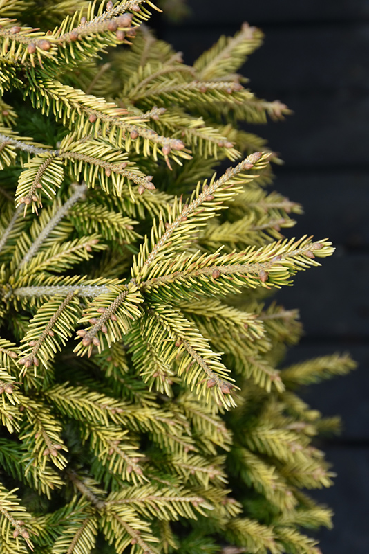 Firefly Golden Spruce (Picea orientalis 'Firefly') at Hoffmann Hillermann Nursery & Florist