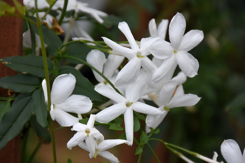 Climbing Jasmine (Jasminum polyanthum) at Hoffmann Hillermann Nursery & Florist