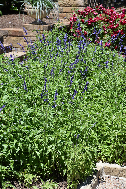 Victoria Blue Salvia (Salvia farinacea 'Victoria Blue') at Hoffmann Hillermann Nursery & Florist