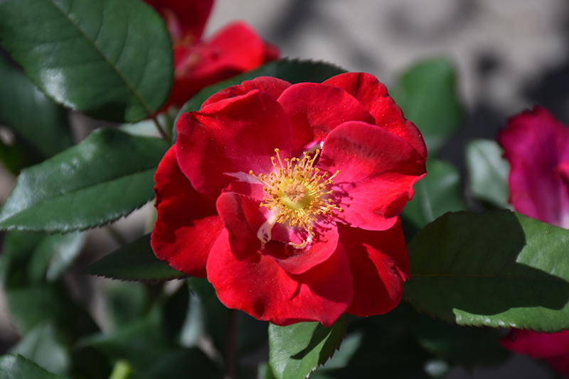 Top Gun Rose (Rosa 'WEKmoridahor') at Hoffmann Hillermann Nursery & Florist
