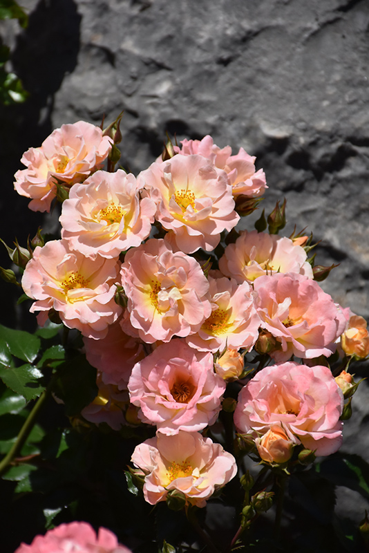 Peach Drift Rose (Rosa 'Meiggili') at Hoffmann Hillermann Nursery & Florist
