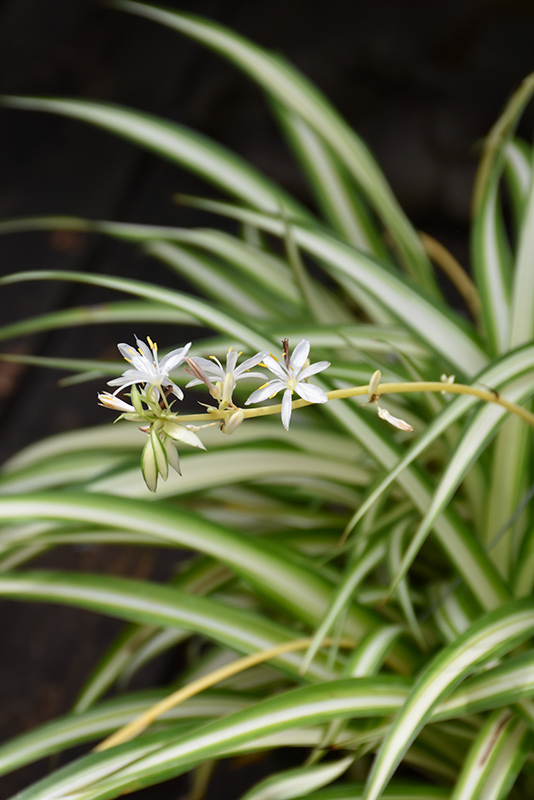Spider Plant (Chlorophytum comosum) at Hoffmann Hillermann Nursery & Florist