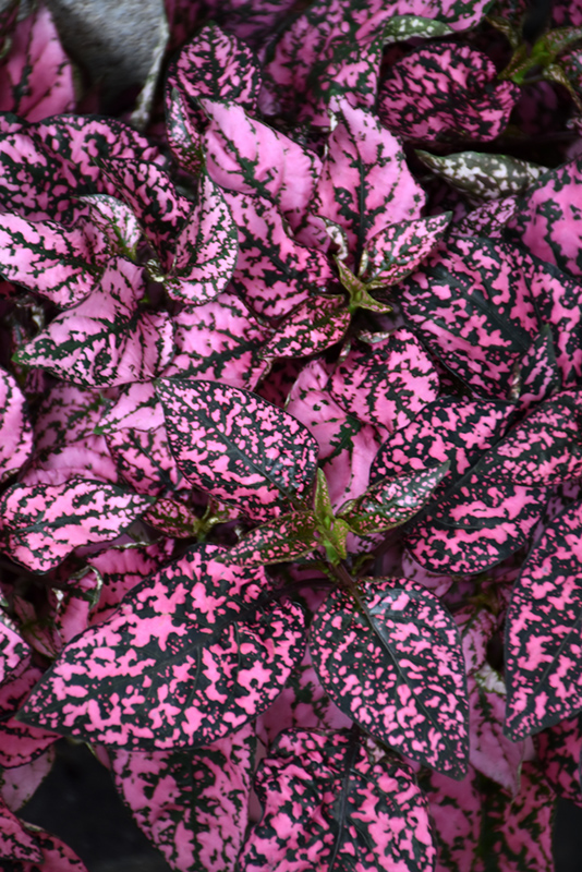 Splash Select Pink Polka Dot Plant (Hypoestes phyllostachya 'Splash Select Pink') at Hoffmann Hillermann Nursery & Florist