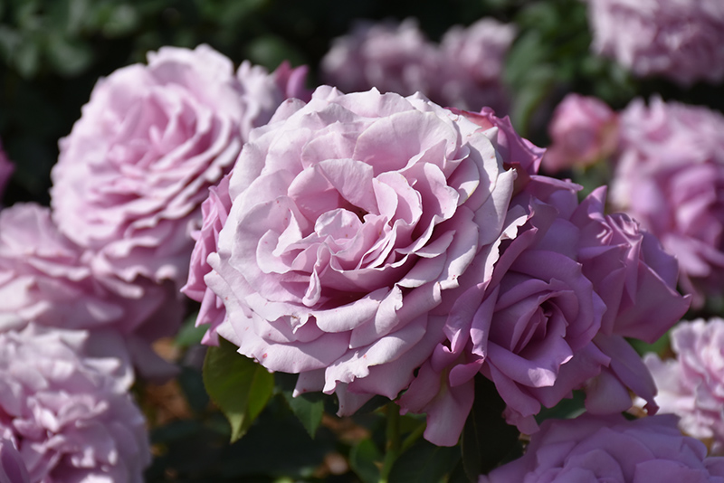 Love Song Rose (Rosa 'WEKstameda') at Hoffmann Hillermann Nursery & Florist