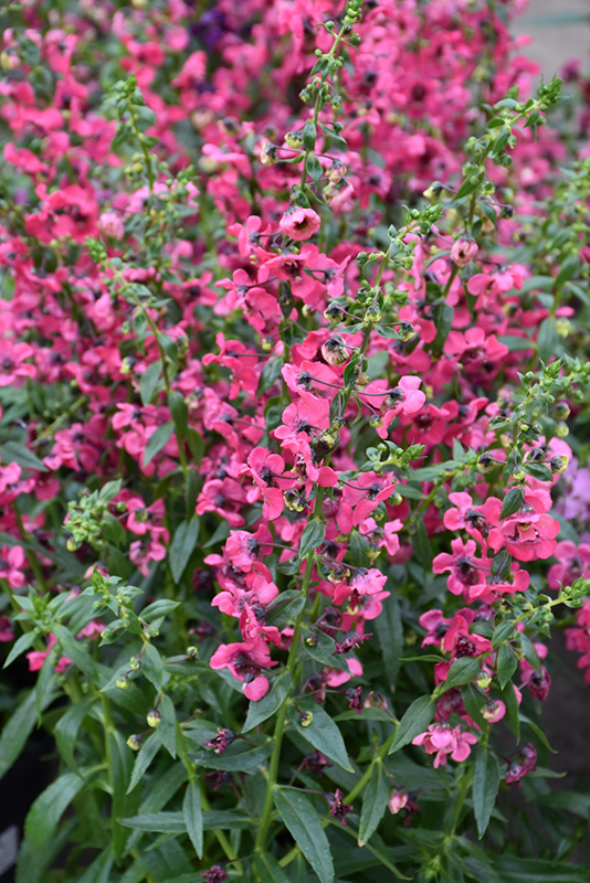 Pink Angelonia (Angelonia angustifolia 'Pink') at Hoffmann Hillermann Nursery & Florist