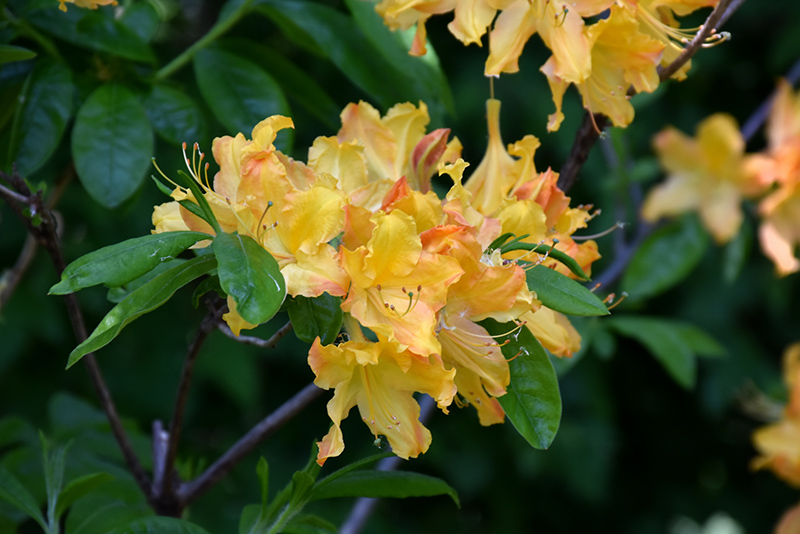 Golden Lights Azalea (Rhododendron 'Golden Lights') at Hoffmann Hillermann Nursery & Florist
