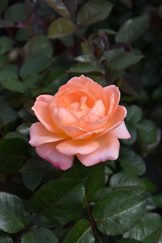Jump For Joy Rose (Rosa 'WEKnewchi') at Hoffmann Hillermann Nursery & Florist