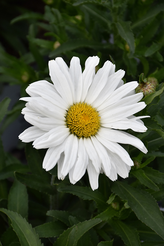 Daisy May Shasta Daisy (Leucanthemum x superbum 'Daisy Duke') at Hoffmann Hillermann Nursery & Florist