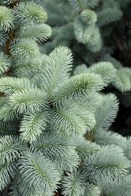 Hoopsii Blue Spruce (Picea pungens 'Hoopsii') at Hoffmann Hillermann Nursery & Florist