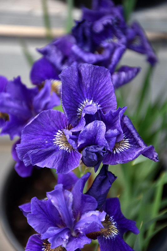 Ruffled Velvet Iris (Iris sibirica 'Ruffled Velvet') at Hoffmann Hillermann Nursery & Florist