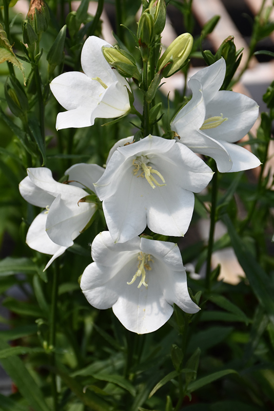 Takion White Peachleaf Bellflower (Campanula persicifolia 'Takion White') at Hoffmann Hillermann Nursery & Florist