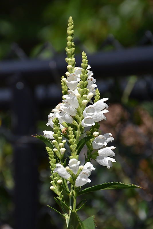 Crystal Peak White Obedient Plant (Physostegia virginiana 'Crystal Peak White') at Hoffmann Hillermann Nursery & Florist