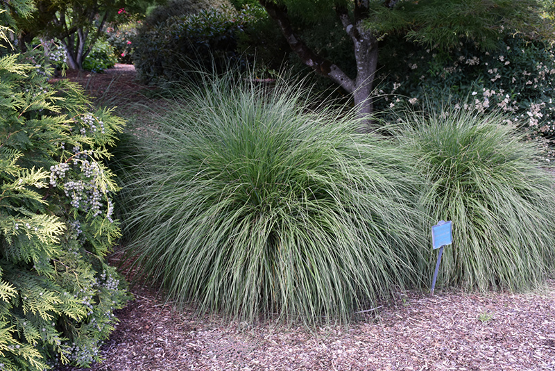 Hameln Dwarf Fountain Grass (Pennisetum alopecuroides 'Hameln') at Hoffmann Hillermann Nursery & Florist