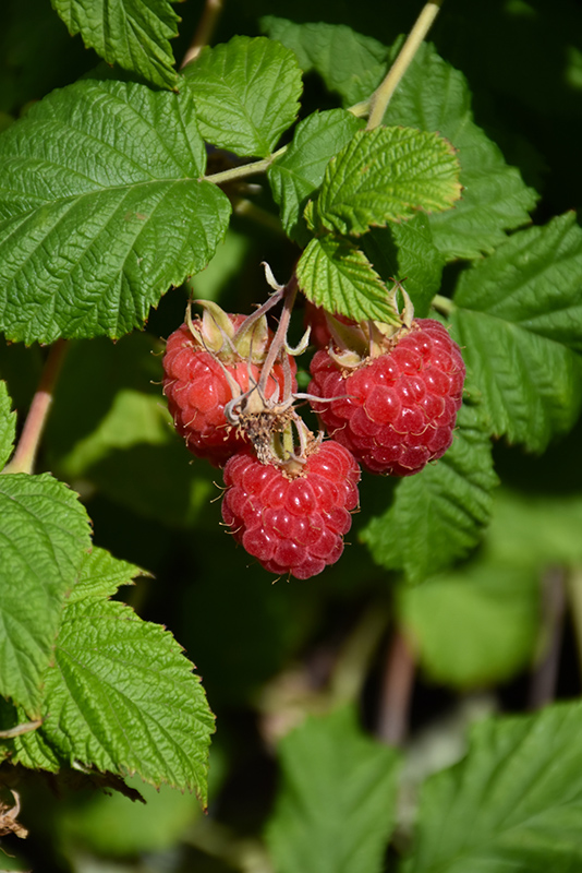 Raspberry Shortcake Raspberry (Rubus 'NR7') at Hoffmann Hillermann Nursery & Florist