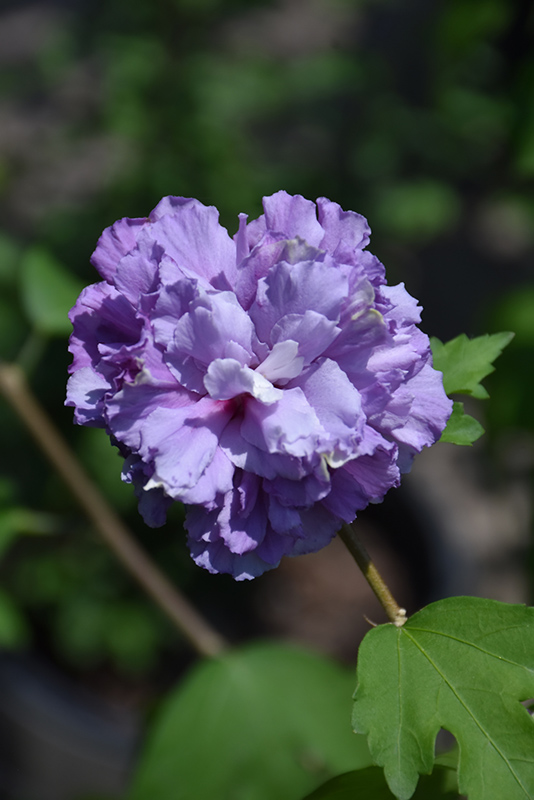 Blueberry Smoothie Rose of Sharon (Hibiscus syriacus 'DS01BS') at Hoffmann Hillermann Nursery & Florist