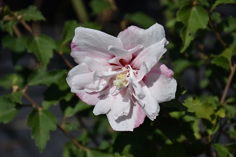 Strawberry Smoothie Rose of Sharon (Hibiscus syriacus 'DS02SS') at Hoffmann Hillermann Nursery & Florist