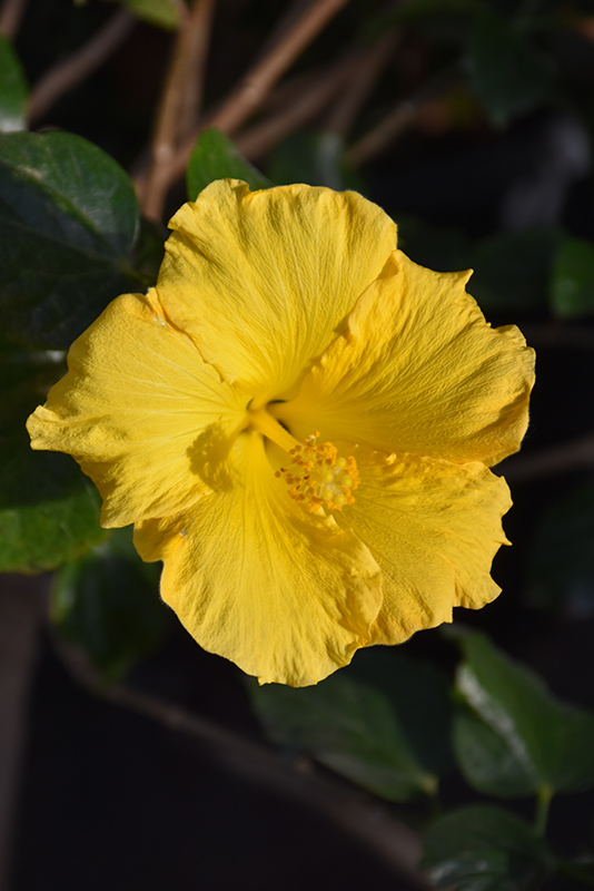 Yellow Hibiscus (Hibiscus rosa-sinensis 'Yellow') at Hoffmann Hillermann Nursery & Florist