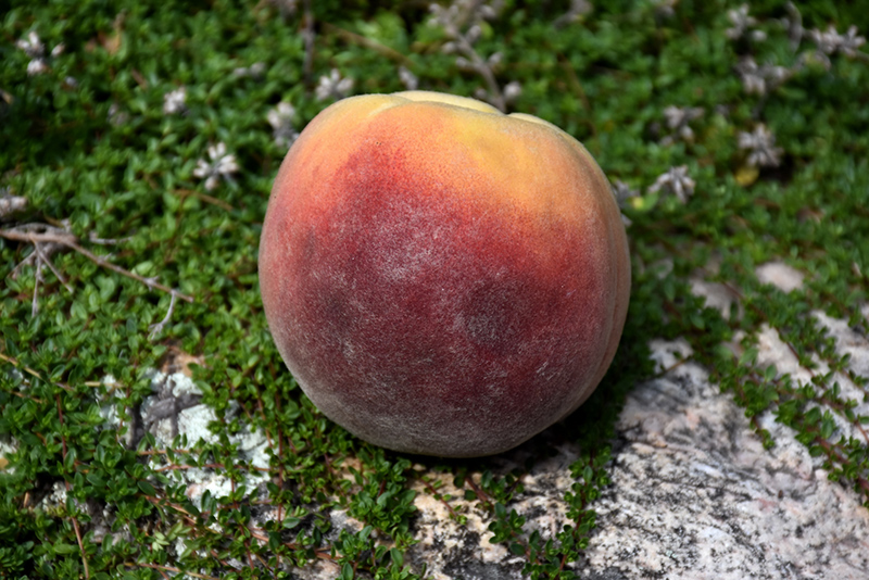 Contender Peach (Prunus persica 'Contender') at Hoffmann Hillermann Nursery & Florist