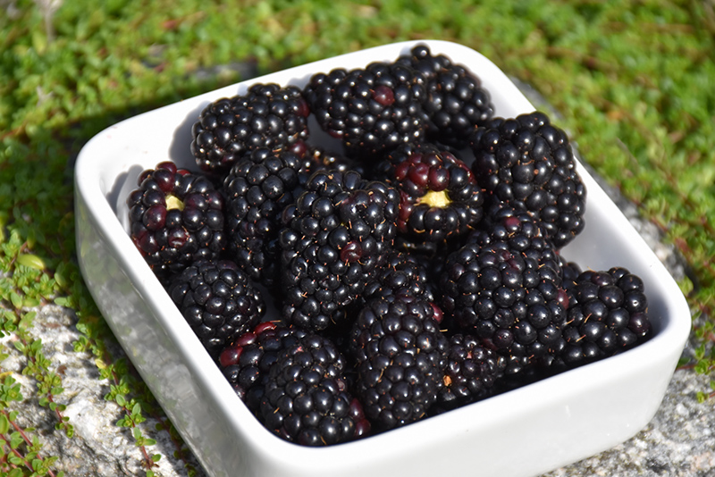 Natchez Thornless Blackberry (Rubus 'Natchez') at Hoffmann Hillermann Nursery & Florist