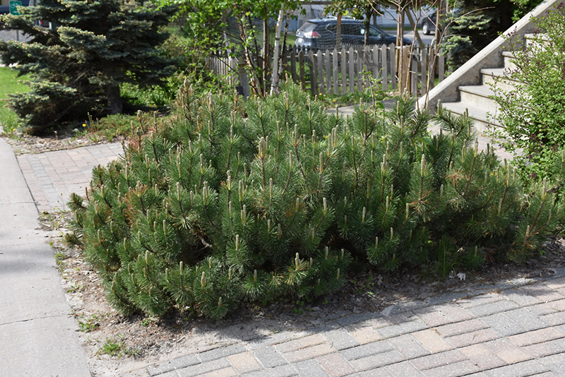 Dwarf Mugo Pine (Pinus mugo var. pumilio) at Hoffmann Hillermann Nursery & Florist