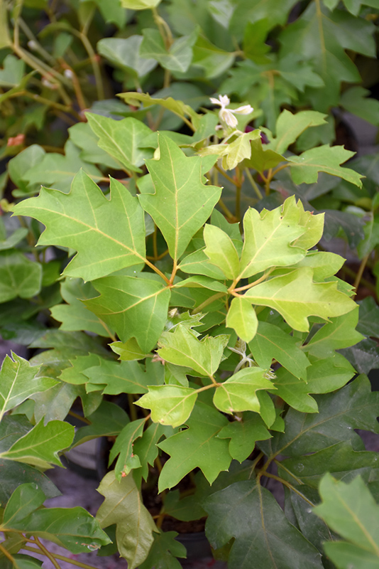 Grape Ivy (Cissus rhombifolia) at Hoffmann Hillermann Nursery & Florist