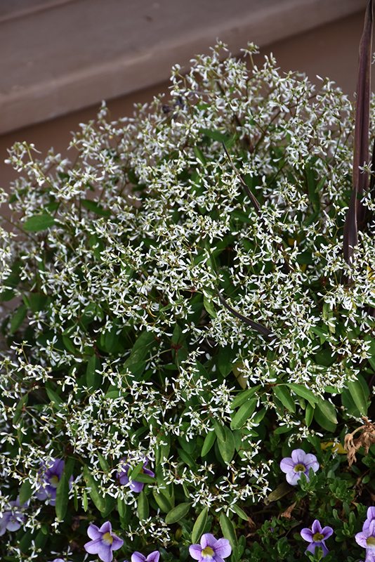 Breathless White Euphorbia (Euphorbia 'Balbrewite') at Hoffmann Hillermann Nursery & Florist