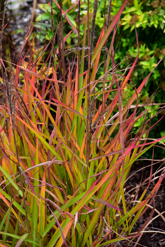 Flame Grass (Miscanthus sinensis 'Purpurascens') at Hoffmann Hillermann Nursery & Florist